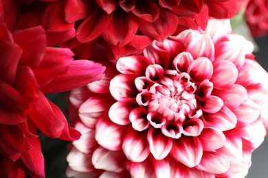 Beautiful blooming dahlia flowers as background, closeup