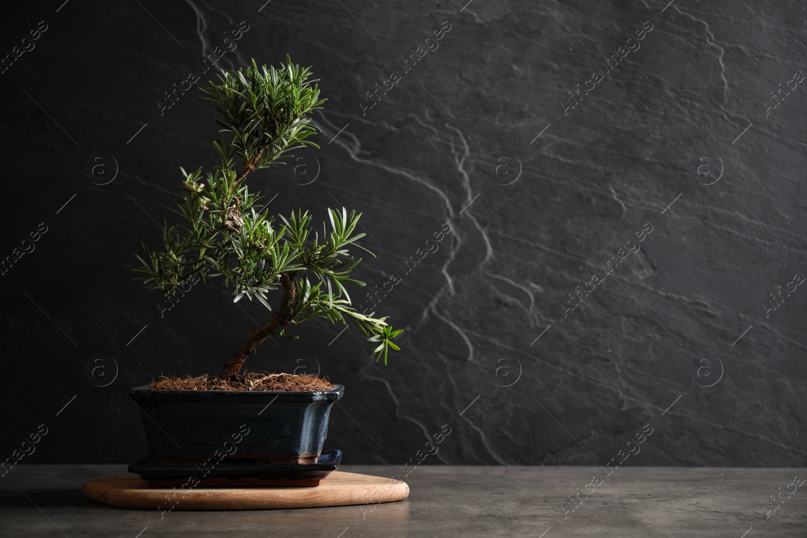 Photo of Japanese bonsai plant on grey stone table, space for text. Creating zen atmosphere at home