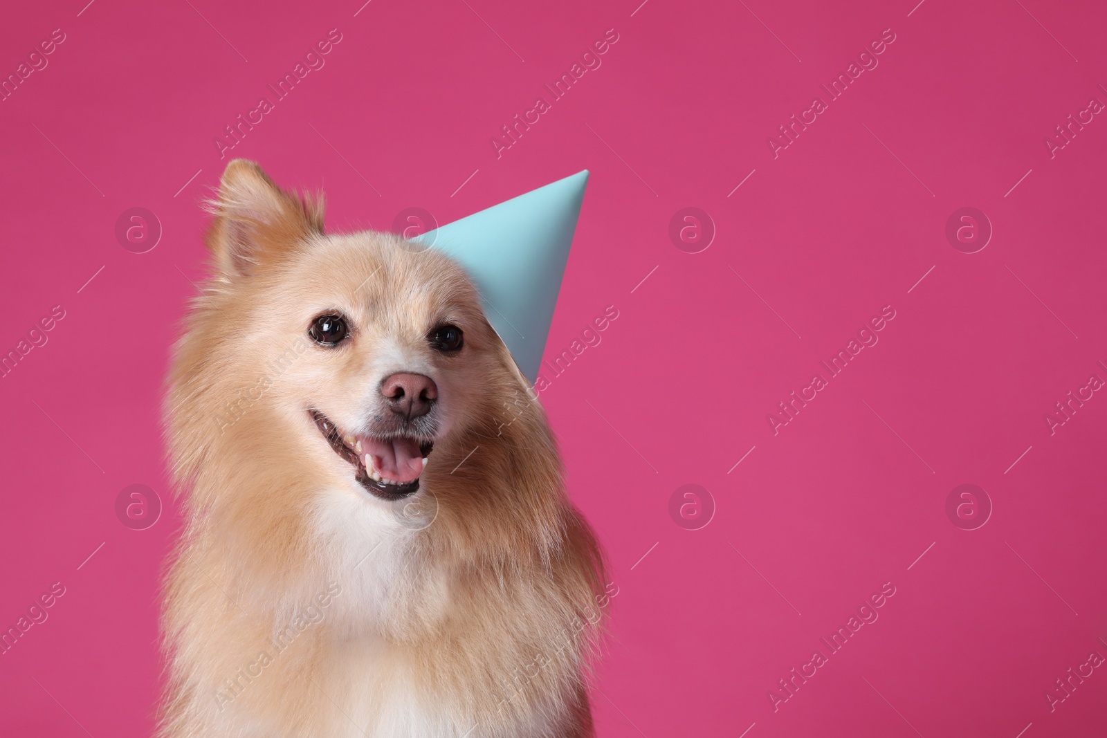 Photo of Cute dog with party hat on pink background, space for text. Birthday celebration
