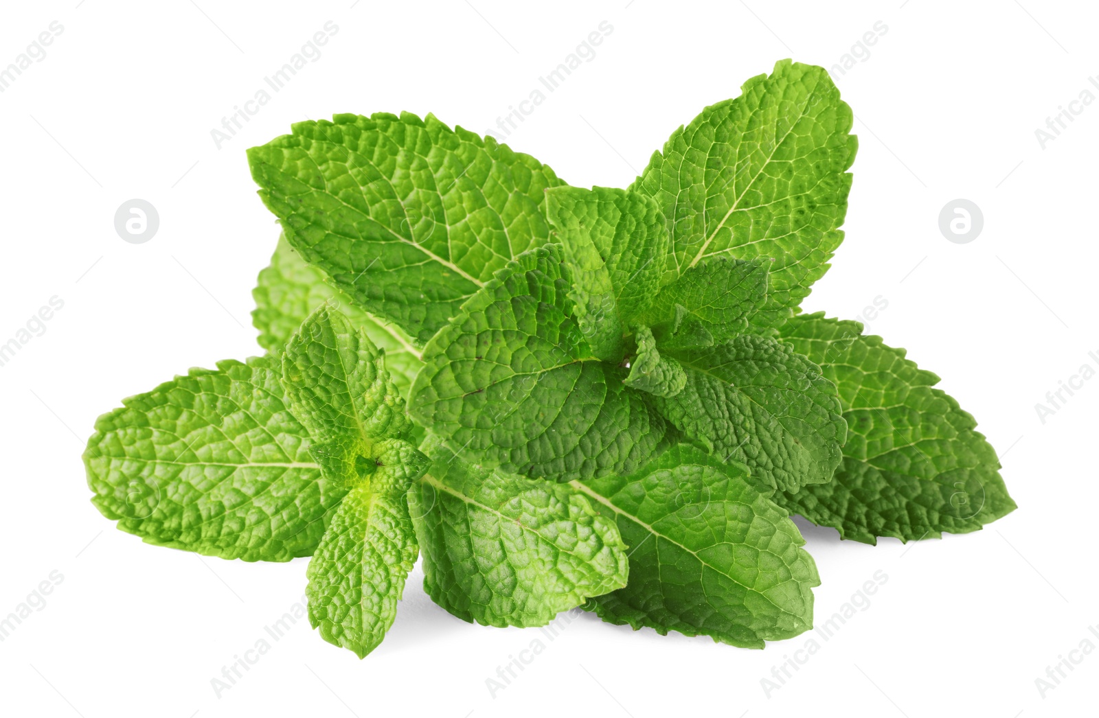 Photo of Fresh green mint leaves isolated on white