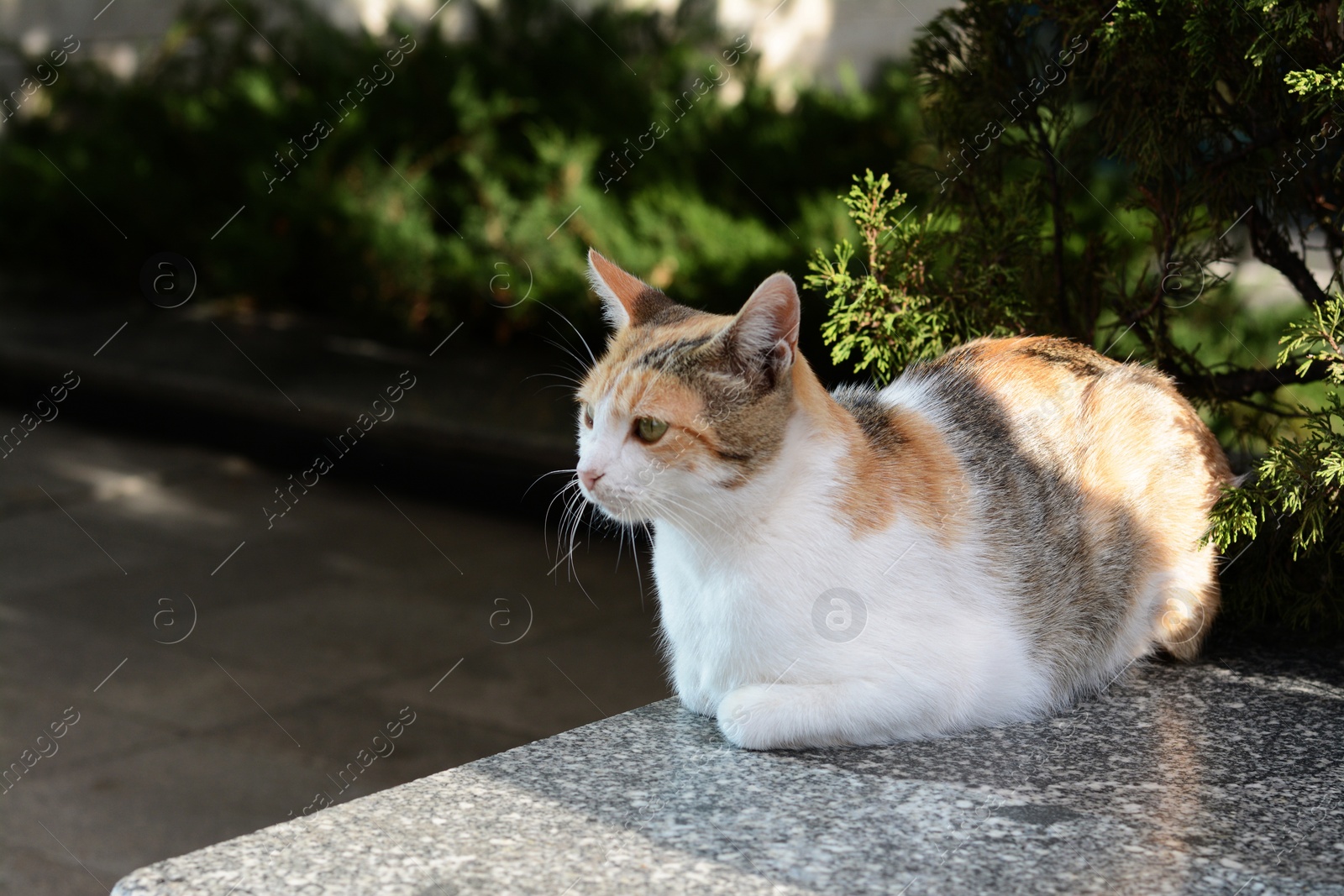 Photo of Beautiful stray cat sitting on stone parapet outdoors. Homeless pet