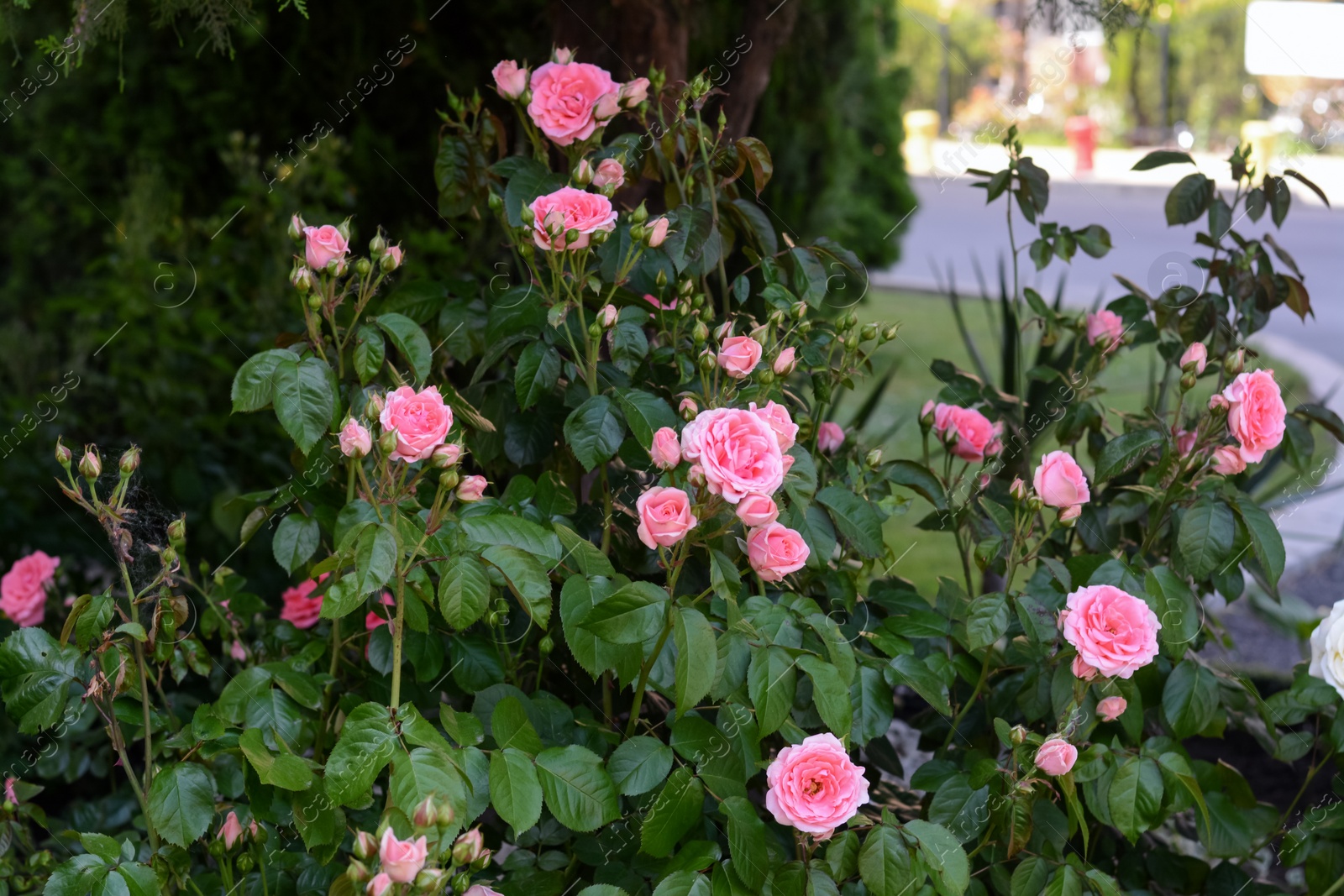 Photo of Bushes with beautiful pink roses outdoors on summer day