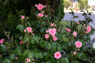 Bushes with beautiful pink roses outdoors on summer day