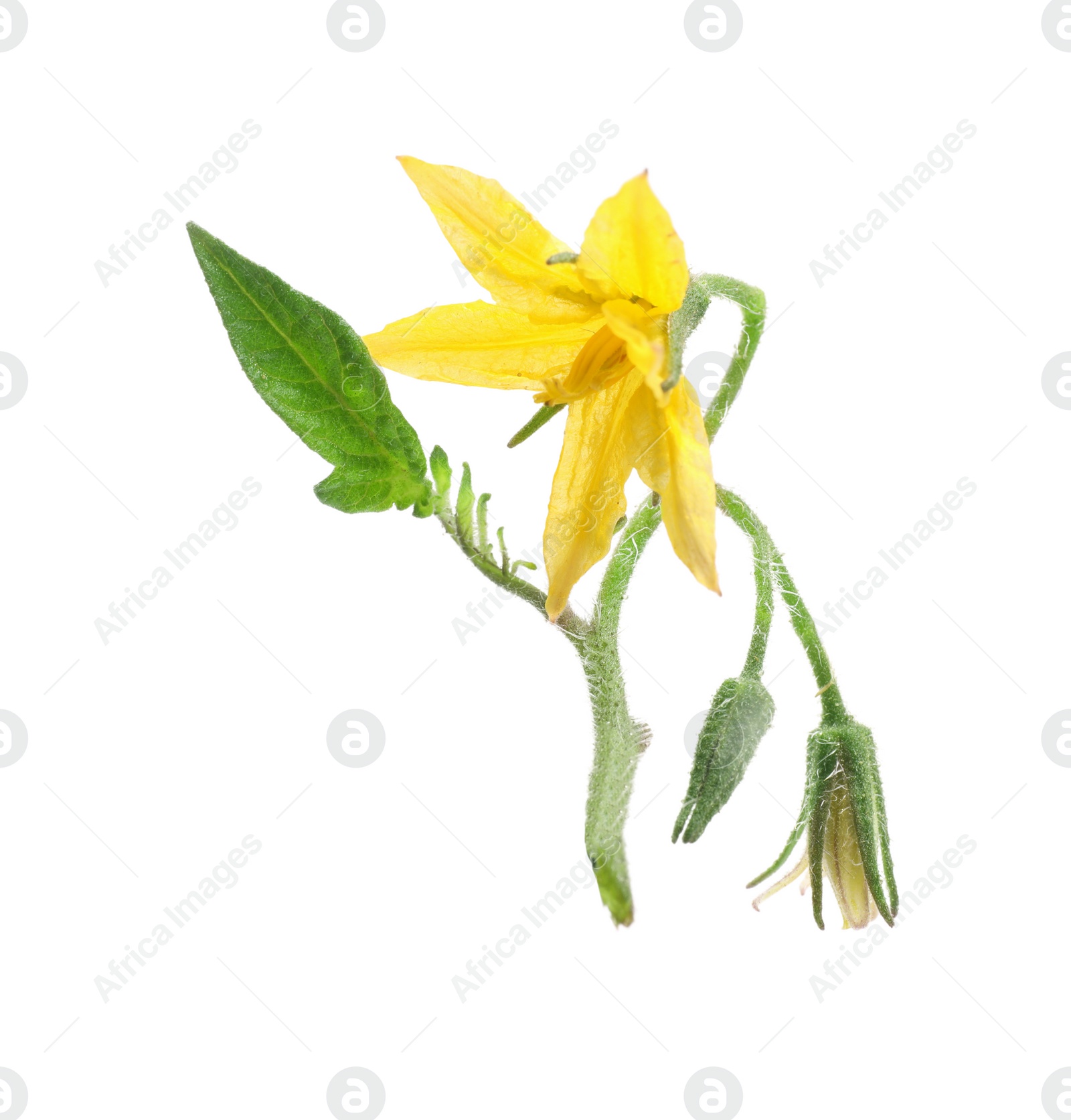 Photo of Tomato plant with flower and green leaf isolated on white