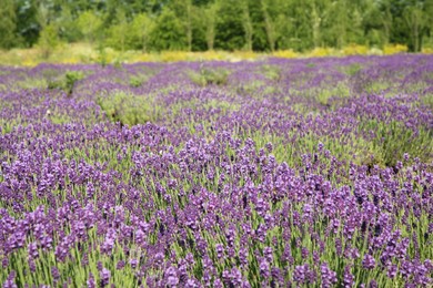 Beautiful view of blooming lavender growing in field