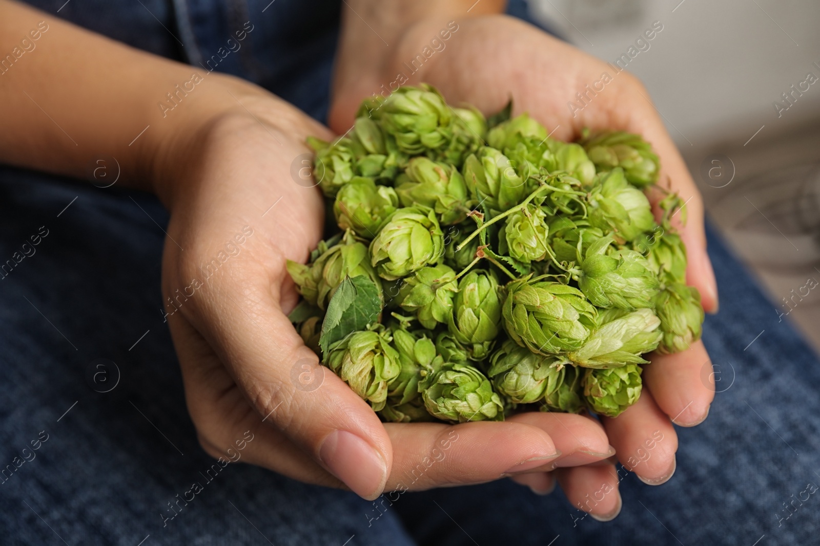 Photo of Woman holding fresh green hops, closeup. Beer production