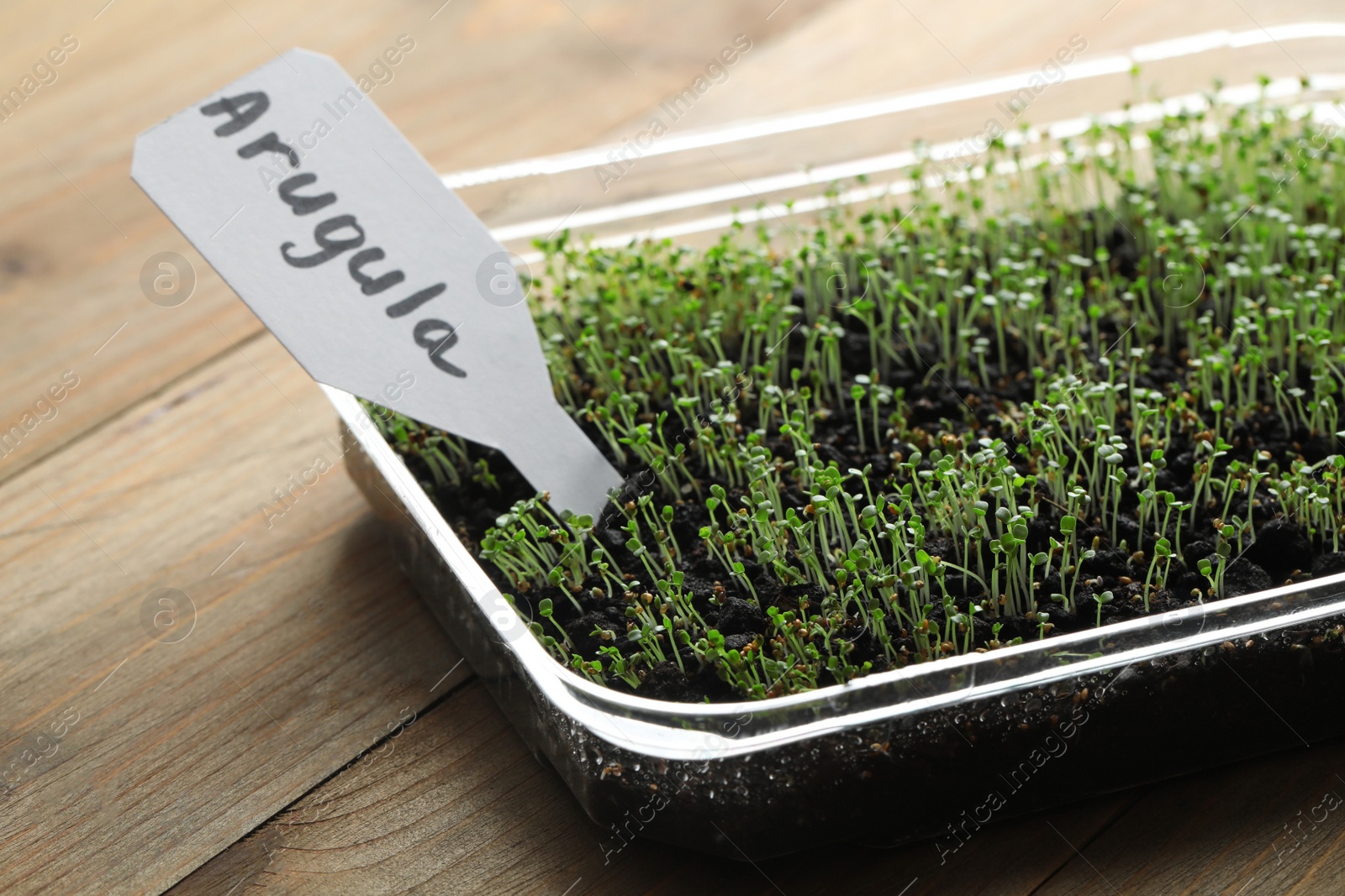 Photo of Young sprouts and card with word Arugula on wooden table, closeup