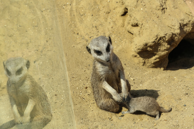 Photo of Cute meerkats at enclosure in zoo on sunny day