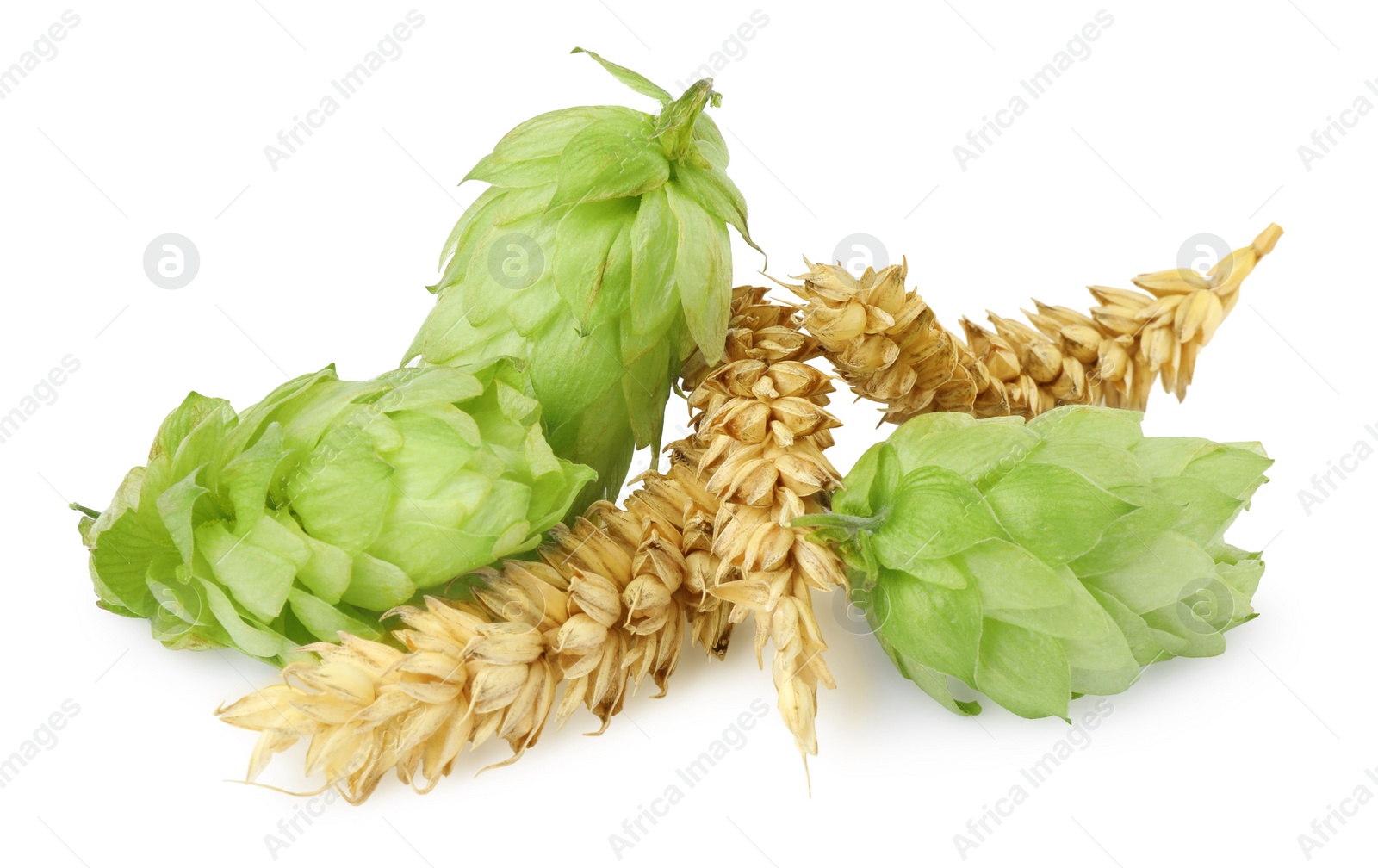 Photo of Fresh green hops and wheat spikes on white background