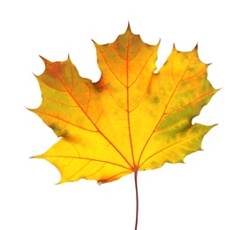 Beautiful autumn leaf on white background. Fall foliage