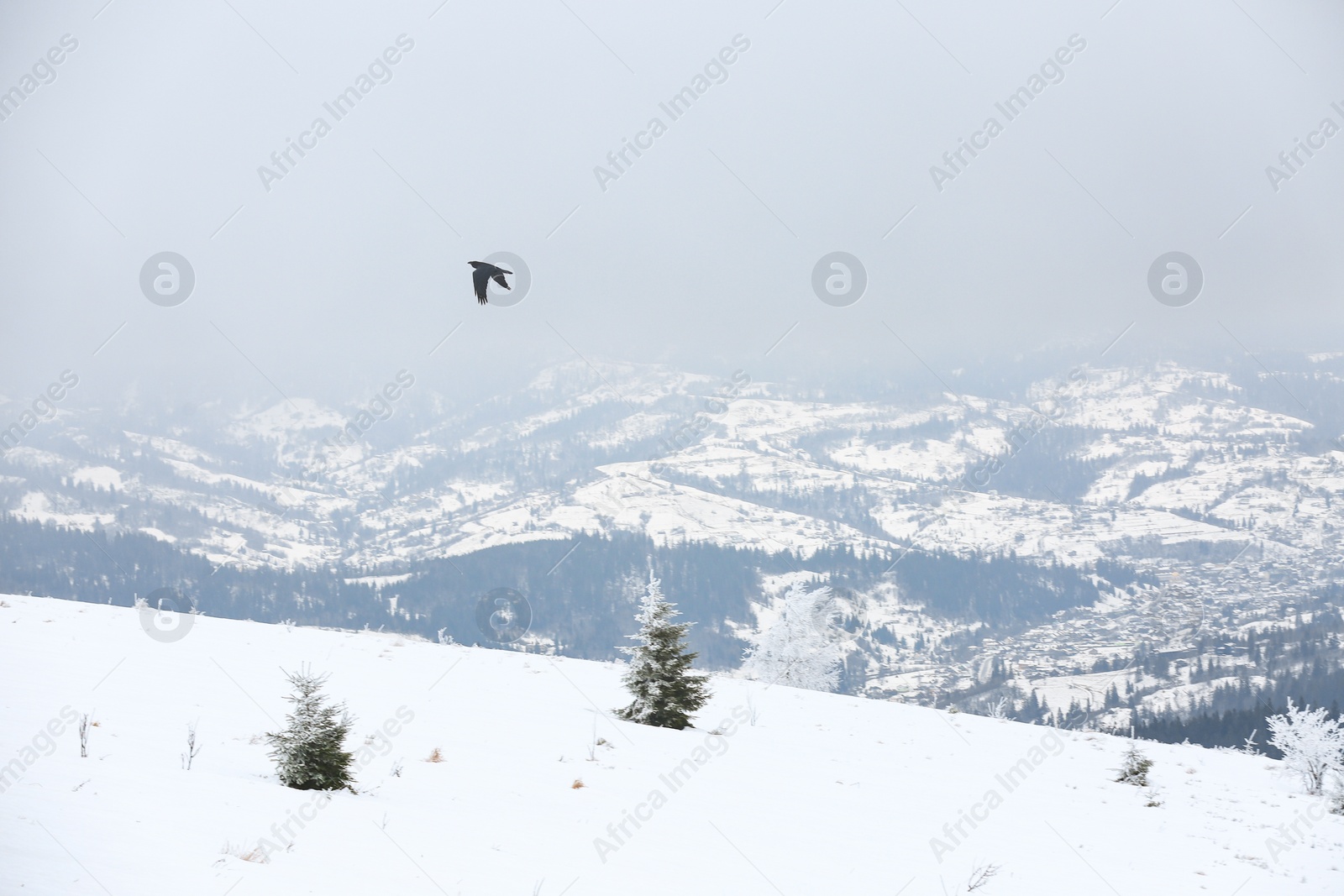 Photo of Picturesque view of trees covered with hoarfrost and snowy mountains on winter day