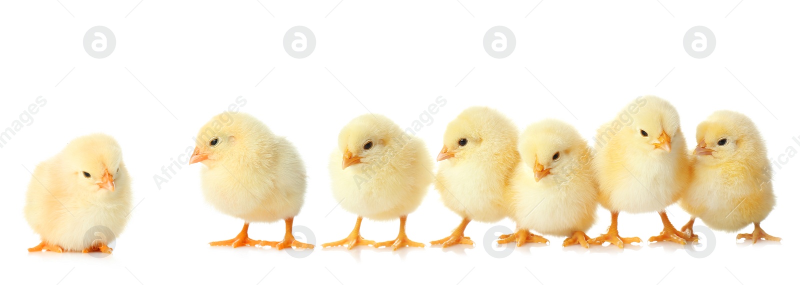 Image of Many cute fluffy chickens on white background