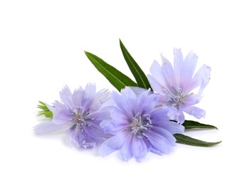 Beautiful chicory flowers with green leaves on white background