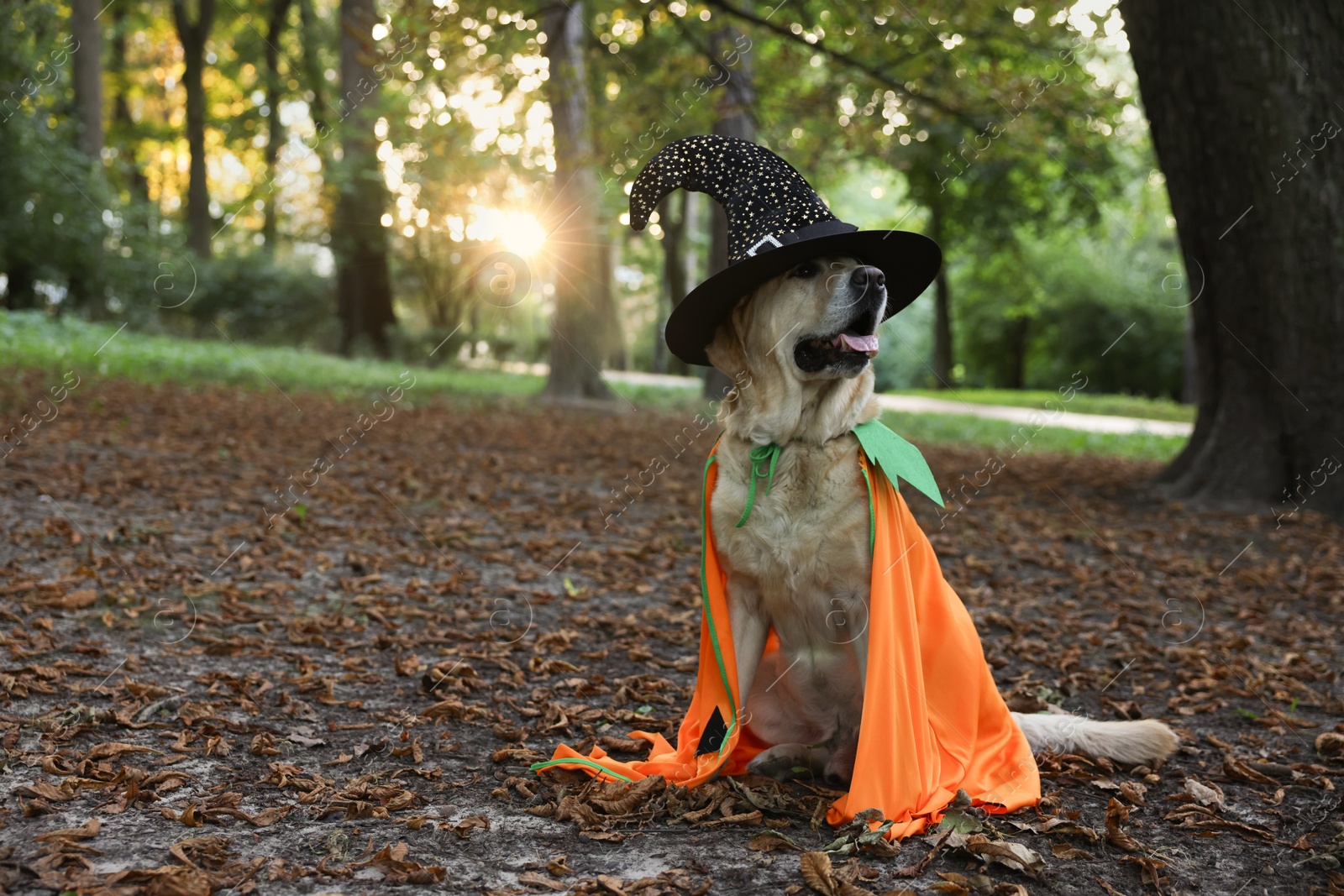 Photo of Cute Labrador Retriever dog wearing Halloween costume in autumn park. Space for text