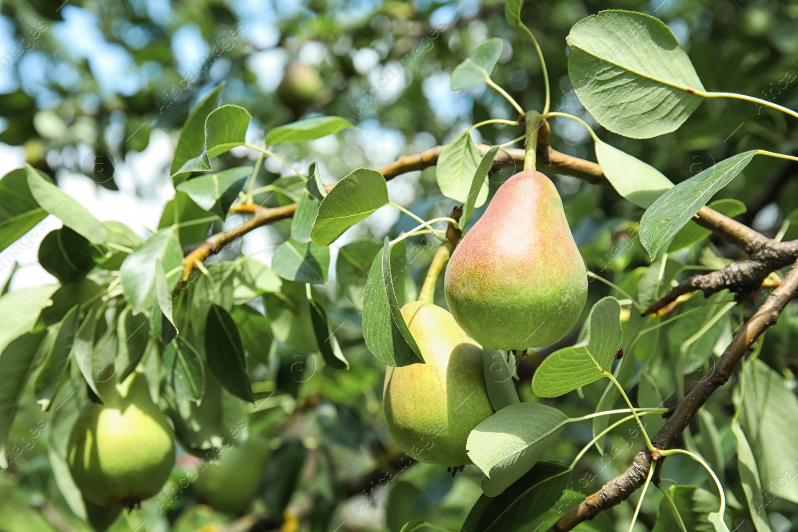 Photo of Branch of pear tree with fruits, closeup