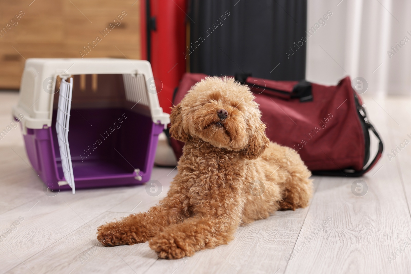 Photo of Travel with pet. Cute dog, carrier and bag on floor indoors