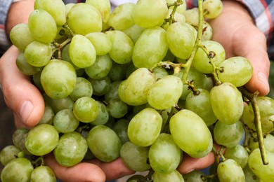 Photo of Farmer holding bunch of ripe grapes in vineyard, closeup