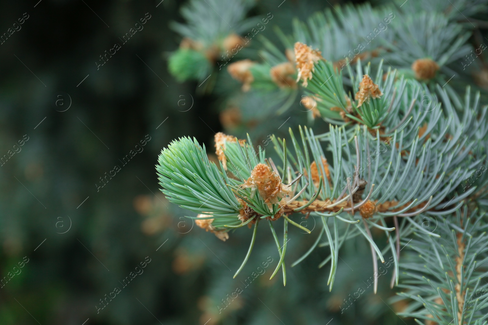 Photo of Beautiful branches of coniferous tree, closeup view