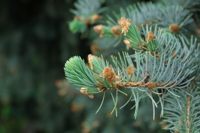 Photo of Beautiful branches of coniferous tree, closeup view