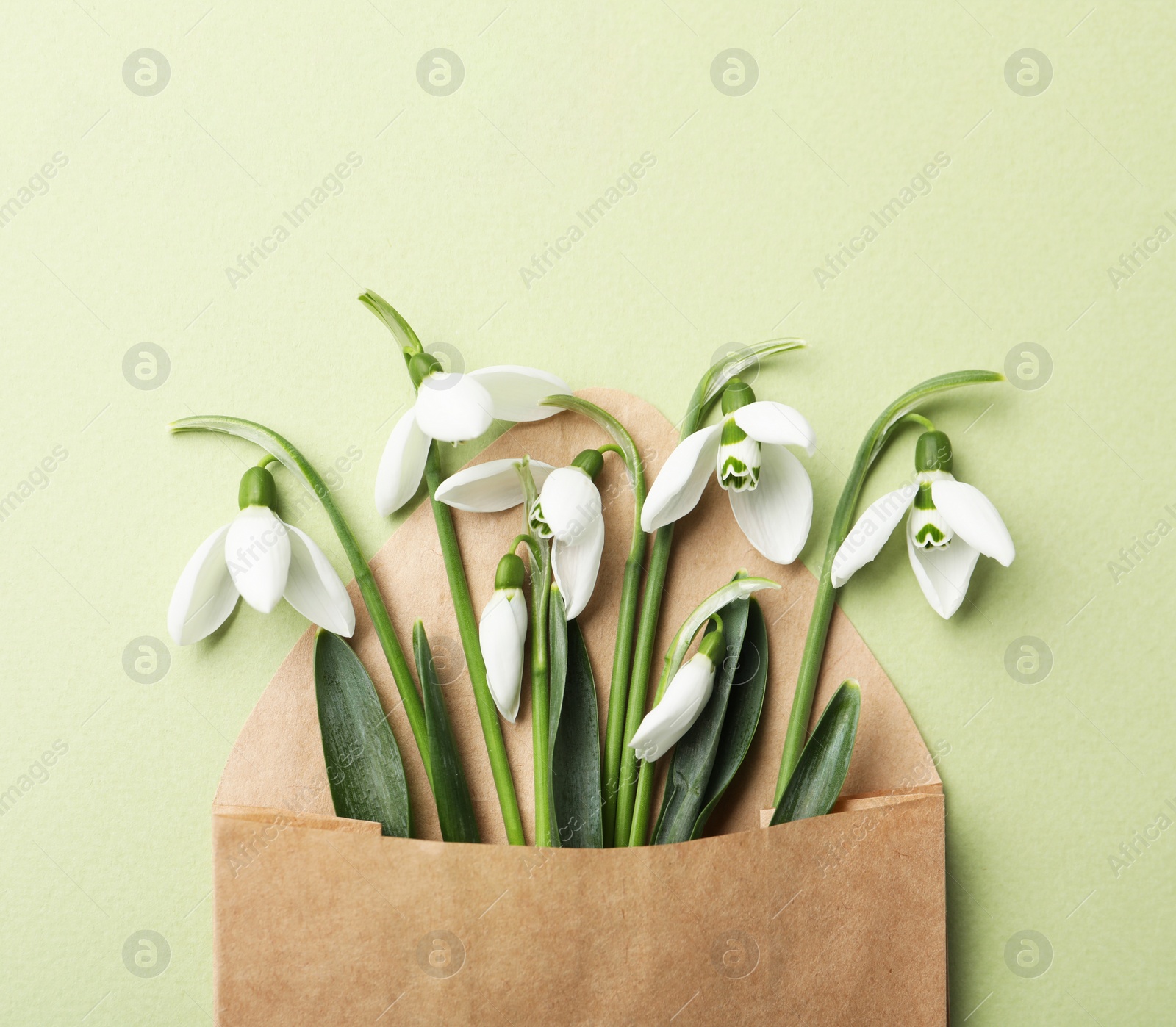 Photo of Beautiful snowdrops in envelope on light green background, top view