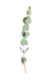 Photo of Eucalyptus branch with fresh leaves on white background