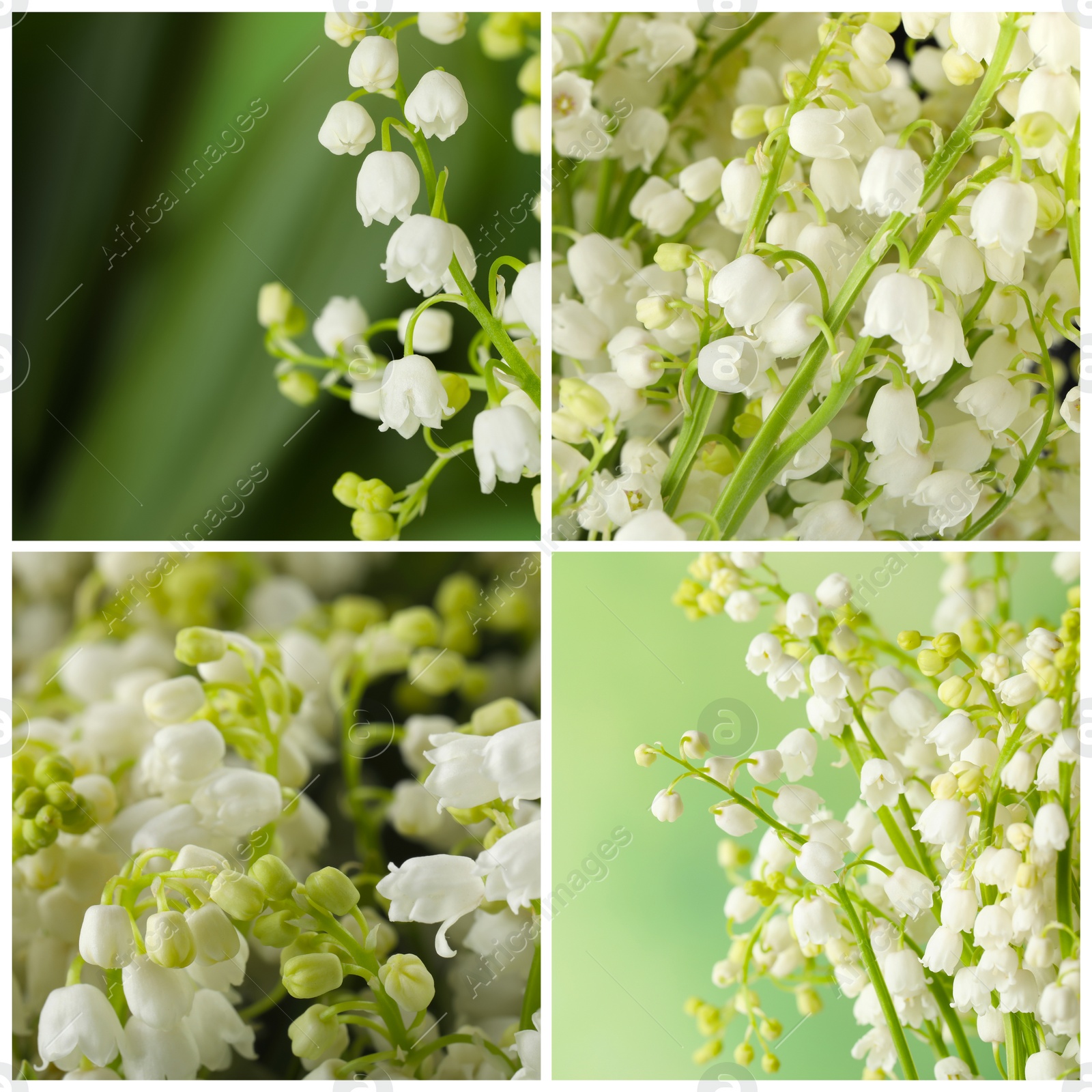 Image of Collage with photos of beautiful fresh flowers 