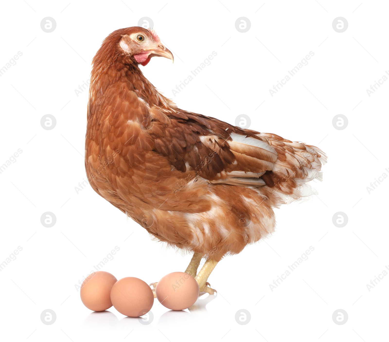 Photo of Chicken with eggs on white background. Domestic animal