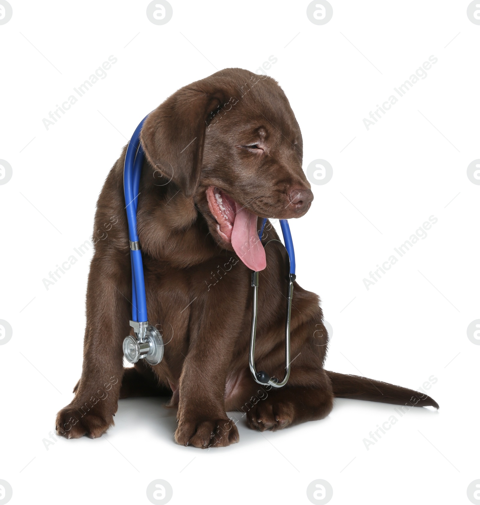 Photo of Cute dog with stethoscope as veterinarian on white background