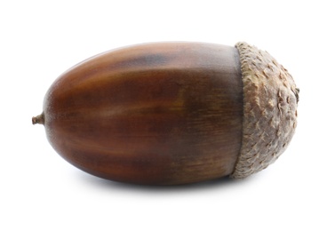 Photo of Beautiful brown acorn on white background. Oak nut
