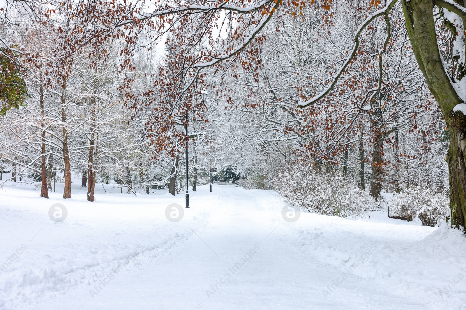 Photo of Trees covered with snow in winter park