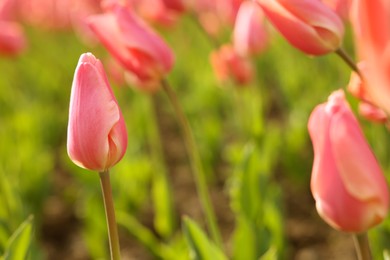 Photo of Beautiful colorful tulips growing in flower bed, closeup. Space for text