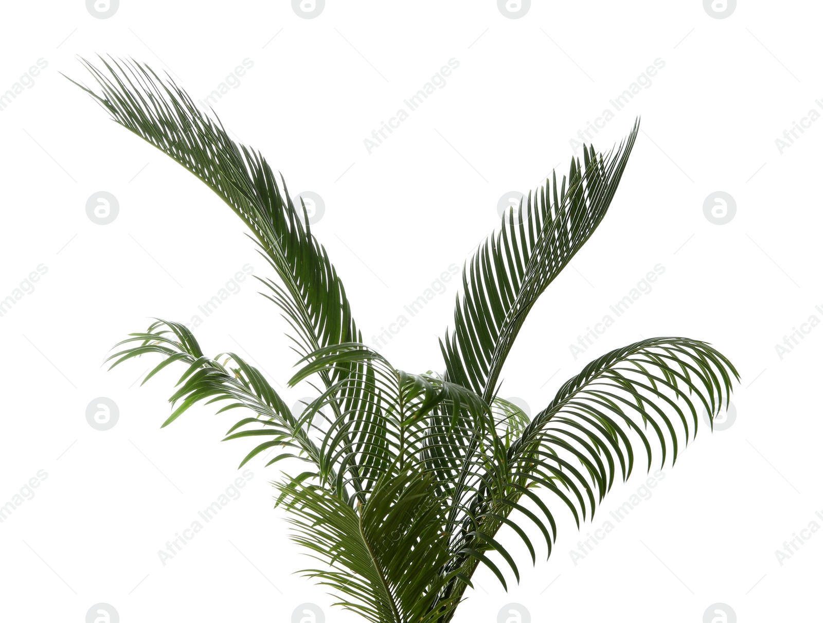 Photo of Beautiful tropical Sago palm leaves on white background