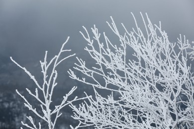 Photo of Beautiful tree branches covered with snow on winter day, closeup
