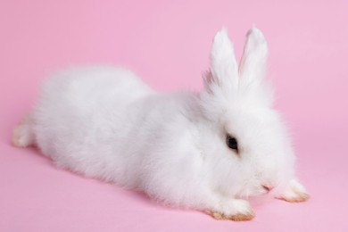 Photo of Fluffy white rabbit on pink background. Cute pet