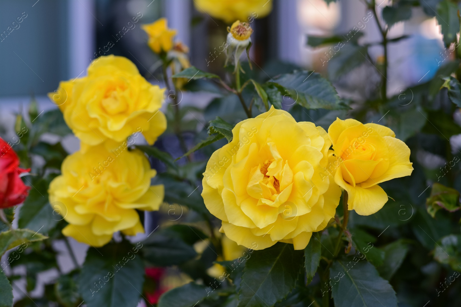 Photo of Beautiful yellow rose flowers blooming outdoors, closeup. Space for text