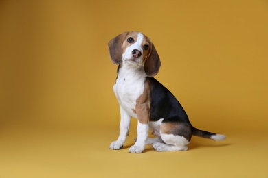 Cute Beagle puppy on yellow background. Adorable pet