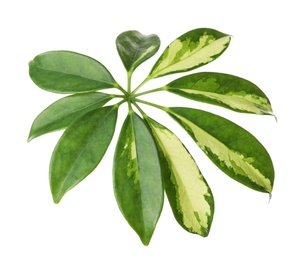 Leaf of tropical schefflera plant on white background