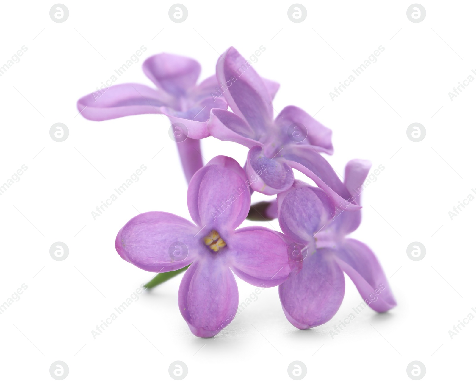 Photo of Beautiful violet lilac blossom isolated on white