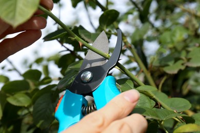 Woman pruning branch with spikes by secateurs in garden, closeup