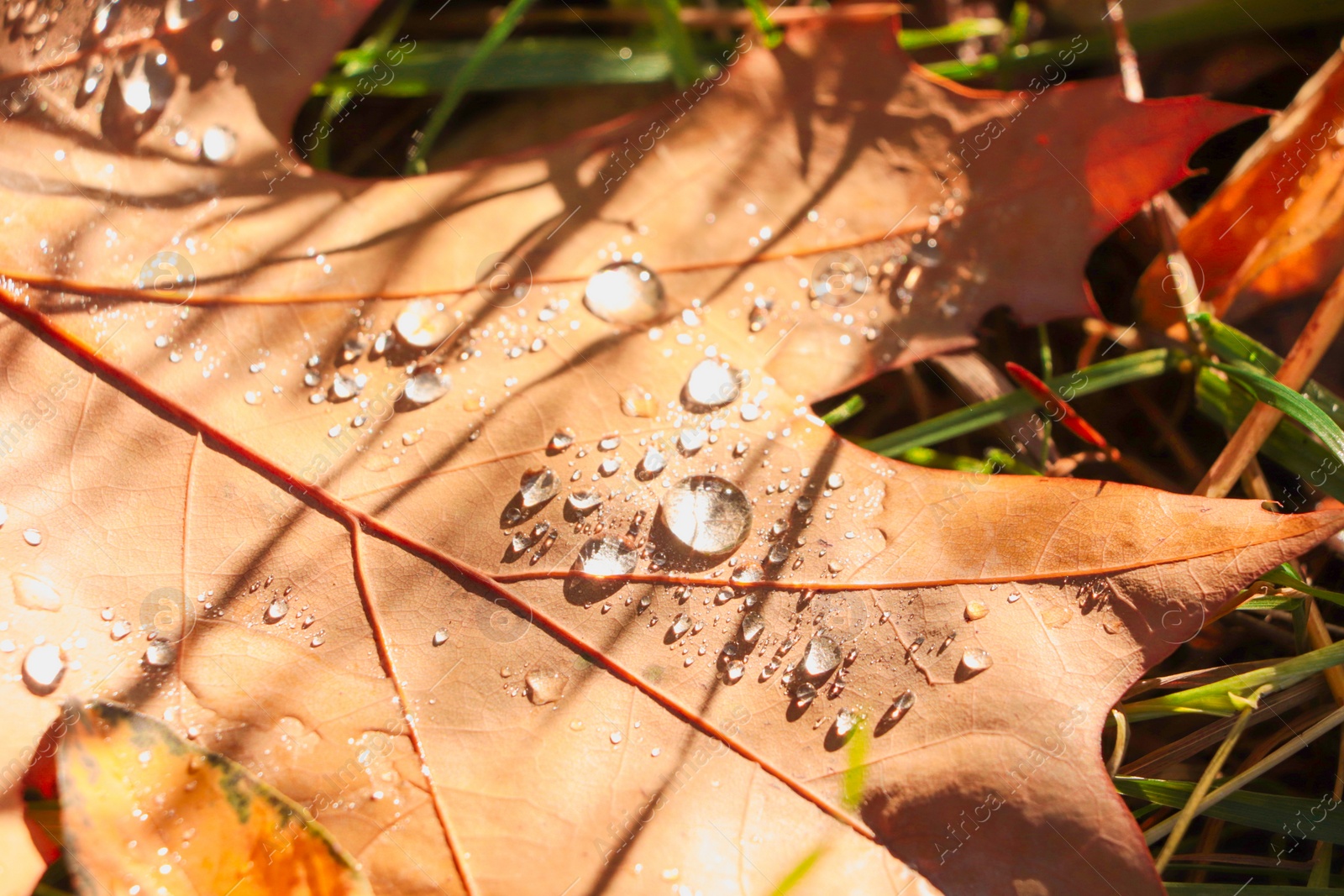 Photo of Beautiful fallen leaf with raindrops outdoors on sunny autumn day, closeup