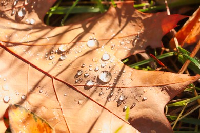 Beautiful fallen leaf with raindrops outdoors on sunny autumn day, closeup