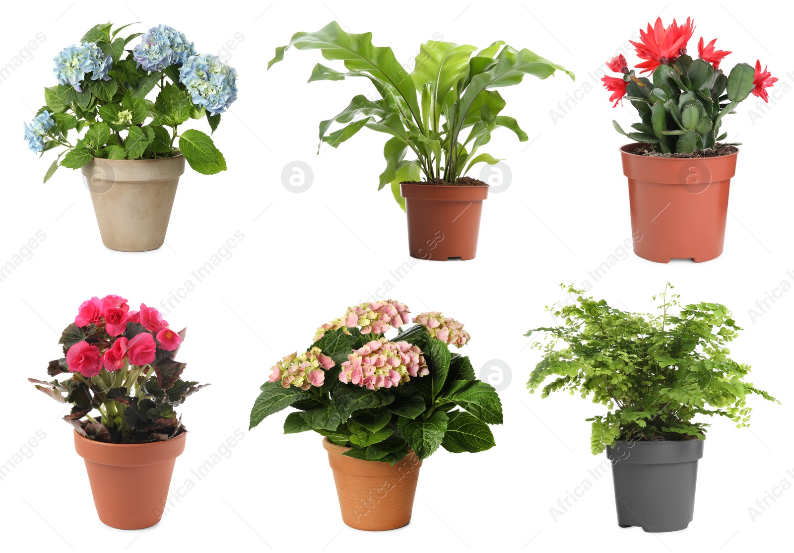 Image of Set with different beautiful plants on white background