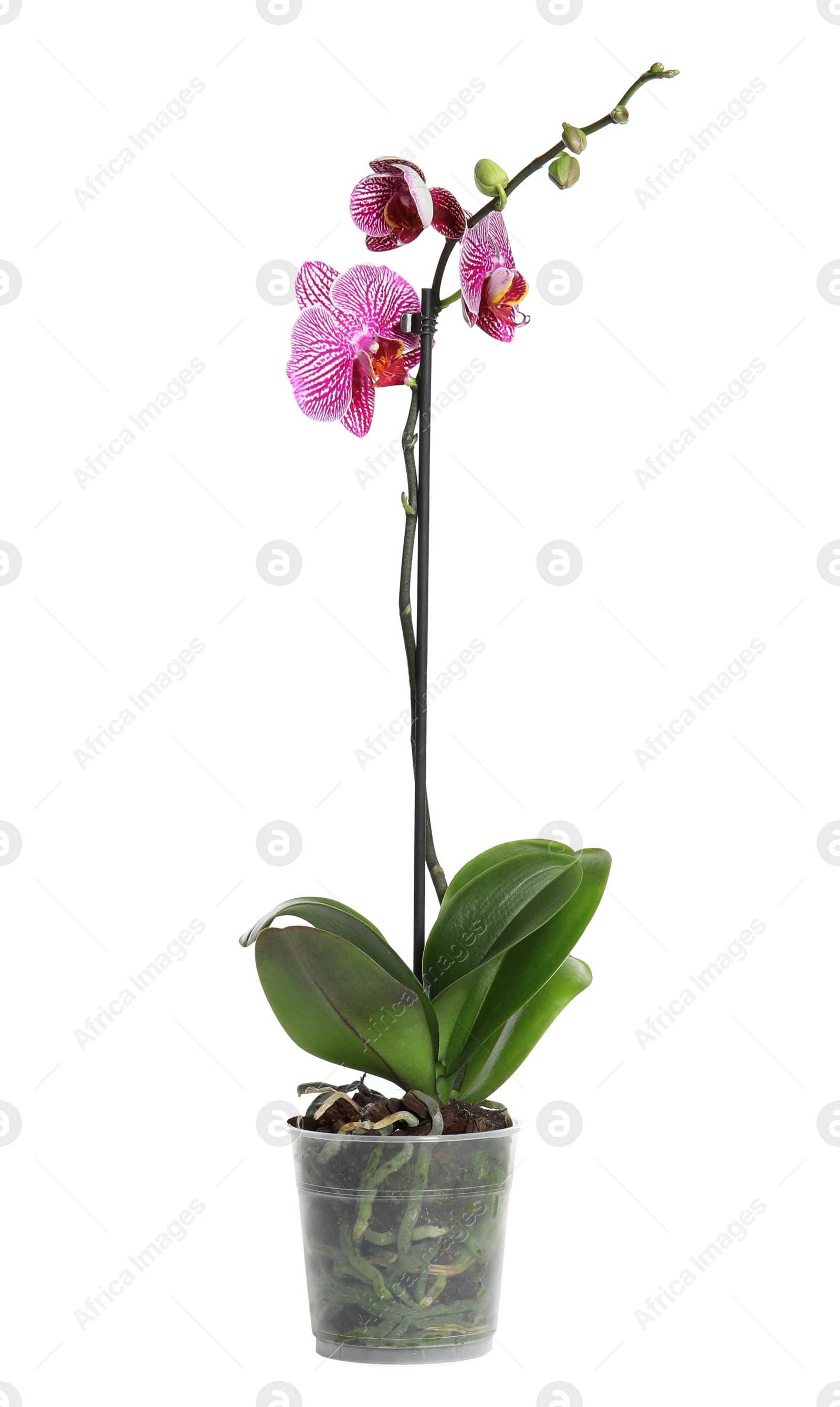 Photo of Beautiful tropical orchid flower in pot on white background