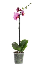 Photo of Beautiful tropical orchid flower in pot on white background