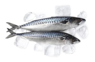 Two raw mackerels isolated on white, top view