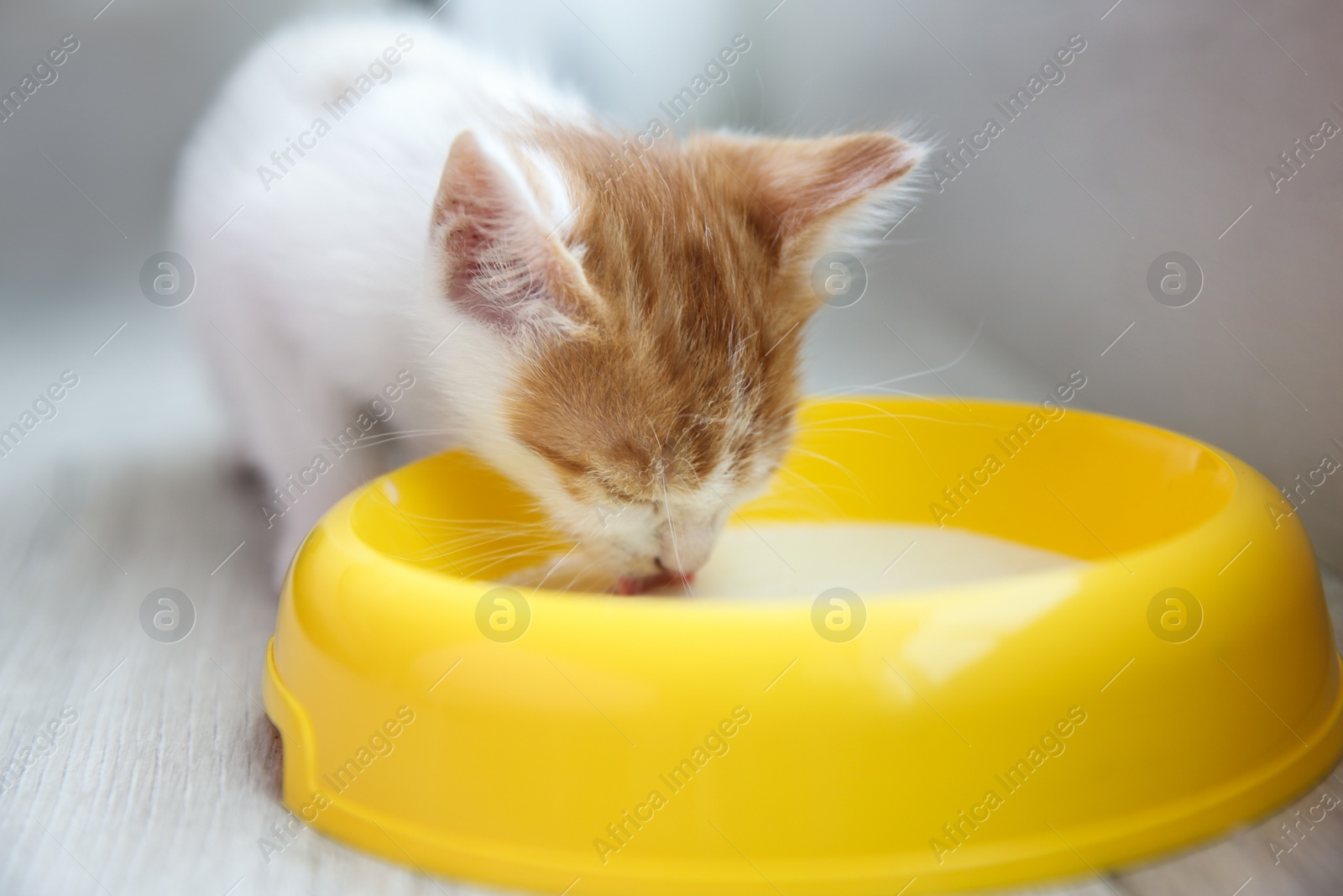 Photo of Cute little kitten drinking milk from bowl indoors, closeup. Baby animal