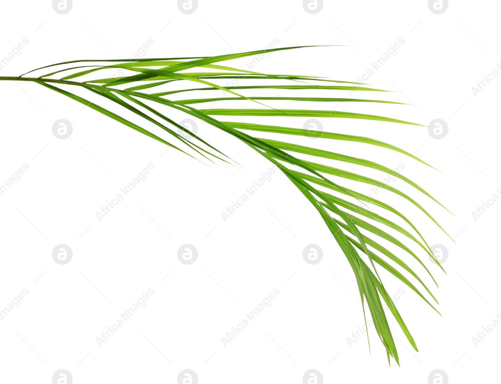 Photo of Beautiful tropical Sago palm leaf on white background