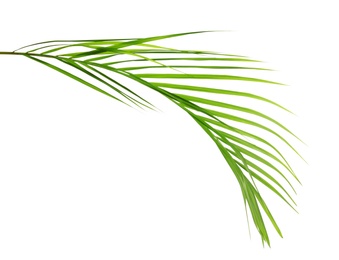 Photo of Beautiful tropical Sago palm leaf on white background