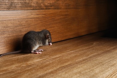 Small brown rat near wooden wall on floor. Space for text