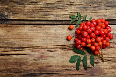 Bunch of ripe rowan berries with green leaves on wooden table, flat lay. Space for text